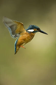 Alcedo Atthis Gallery: Kingfisher - in flight - Norfolk, UK