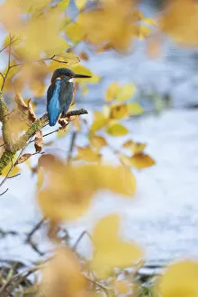 Kingfisher fmale perched by stream in Autumn leaves waiting to catch a fish