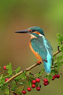 Wildlife Gallery: Kingfisher - on Hawthorn