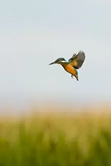 Kingfisher - Hovering before striking for a fish