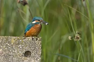 Images Dated 2nd September 2003: Kingfisher - Immature bird grasping a stickleback