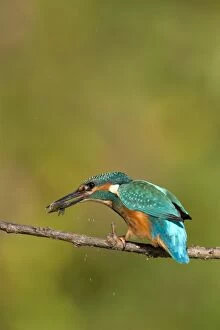 Images Dated 7th September 2003: Kingfisher - Killing a freshly caught minnow by beating it against the branch