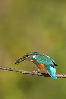 Riverside Prints: Kingfisher Killing a freshly caught minnow by beating it against the branch