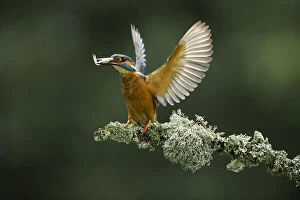 Kingfisher - landing with fish - Norfolk, UK