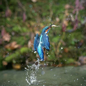Food In Beak Collection: Kingfisher - leaving water with fish
