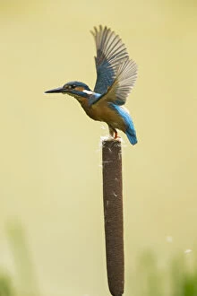 Alcedo Atthis Gallery: Kingfisher - take off - Norfolk, UK