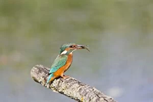 Images Dated 16th July 2010: Kingfisher - on perch with fish - Suffolk UK 12083