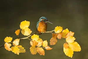Alcedo Atthis Gallery: Kingfisher - perched on an Autumn branch - Norfolk, UK