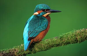 UK Wildlife Collection: Kingfisher - Perched on branch