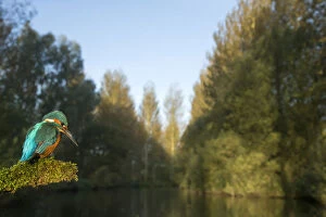 Kingfisher - perched on a branch in Summer, watching