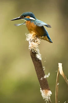 Alcedo Atthis Gallery: Kingfisher - perched on a bull rush - Norfolk, UK