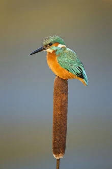 Alcedo Atthis Gallery: Kingfisher - perched on a bull rush in Winter - Norfolk, UK