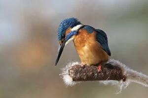 Bulrush Gallery: Kingfisher - perched on Bulrush plant