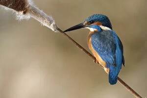 Bulrush Gallery: Kingfisher - perched on Bulrush stalk