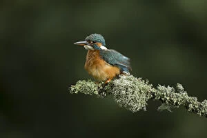 Alcedo Atthis Gallery: Kingfisher - perched and having a rouse  - Norfolk, UK