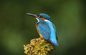 Images Dated 4th July 2005: KINGFISHER - perched on moss covered tree stump