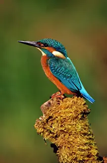 Colourful Prints: Kingfisher - perched on moss covered tree stump