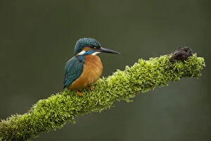 Perching Gallery: Kingfisher - perched on a mossy branch - Norfolk, UK