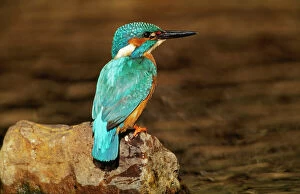 KINGFISHER - perched on rock