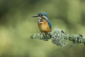 Alcedo Atthis Gallery: Kingfisher - perched on a Summer branch - Norfolk, UK