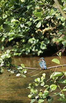 Kingfisher - perched over water