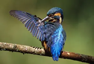 Kingfisher - preening itself