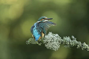 Kingfisher Gallery: Kingfisher - preening on a branch - Norfolk, UK
