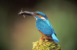 Swallowing Prints: Kingfisher USH 188 With fish in beak Alcedo atthis © Duncan Usher / ardea. com
