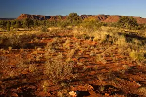 Kings Canyon - red earth, bushland and by sun red ablaze rim cliffs of Kings Canyon in late evening - Kings Canyon, Watarrka National Park, Northern Territory, Australia