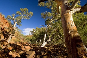 Images Dated 2nd June 2008: Kings Canyon - River Red Gums growing on the floor of Kings Canyon in the dried-up river bed of