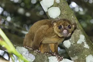 Belize Prints: Kinkajou, Sugar Bear Cockscomb Basin Wildlife Sanctuary Belize