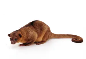 Nocturnal Prints: Kinkajou TEA 71 Potos flavus © Andy Teare / ARDEA LONDON