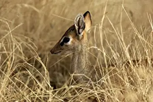 Kirk's Dik-dik. Samburu National Park - Kenya - Africa