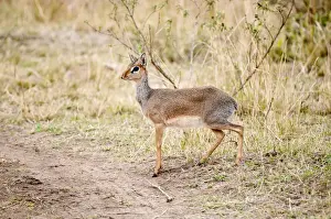 Kirk's Dikdik - standing - Masai Mara - Kenya