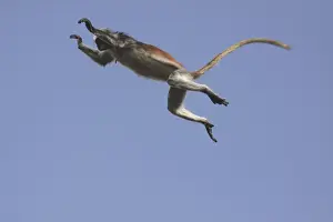 Kirk's / Zanzibar Red Colobus Monkey - in mid-air jumping - Zanzibar - Tanzania