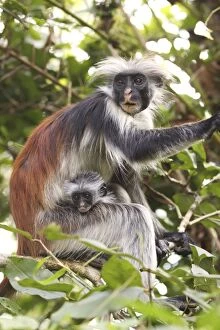 Images Dated 22nd August 2010: Kirks / Zanzibar Red Colobus Monkey - mother with young