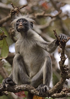 Images Dated 22nd August 2010: Kirks / Zanzibar Red Colobus Monkey - in tree