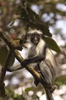 Kirk's / Zanzibar Red Colobus Monkey - in tree - Zanzibar - Tanzania