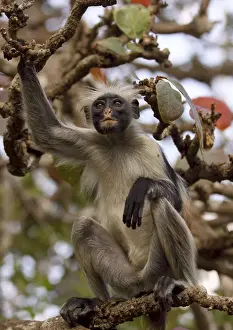 Kirk's / Zanzibar Red Colobus Monkey - in tree - Zanzibar - Tanzania