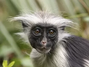 Images Dated 22nd August 2010: Kirks / Zanzibar Red Colobus Monkey - young
