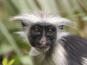 Kirk's / Zanzibar Red Colobus Monkey - young - Zanzibar - Tanzania