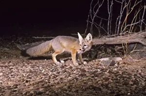 Kit Fox