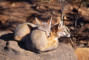 Images Dated 1st November 2005: Kit Fox - x 2