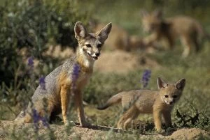 Kit Fox - with young