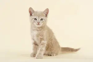 KITTEN