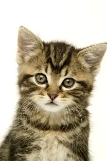 Kitten