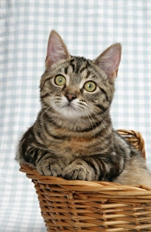 Images Dated 3rd January 2007: Kitten in a basket