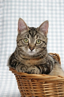 Images Dated 3rd January 2007: Kitten in basket