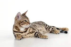 Baby Animal Prints: KITTEN - Bengal kitten 16 weeks