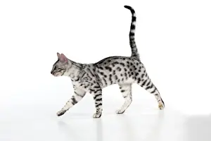 KITTEN - Bengal kitten 16 weeks
